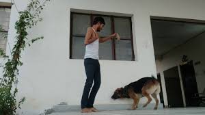 German shepherds occupy an honorable place in the ranking of the smartest dog breeds. Pouncing Of Jerman Seaford For Stone Youtube