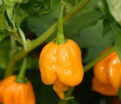 Hot ones sauces · bulk ordering · $6.95 shipping order >$25 Trinidad Scorpion Orange