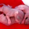 If you have a baby squirrel, whether a pet or an orphaned wild animal that you plan to release at maturity, the care required is basically the same. 1