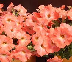 Salmon Petunia Power Flower Fall Winter 2015 2016 Color Inspirations Burgundy Fall Flowers Garden Fall Flowers Petunias