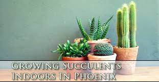 Succulents store water in their leaves and stems. Growing Succulents Indoors In Phoenix A P Nursery