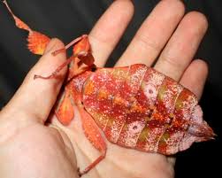 Image result for Blotiella natalensis