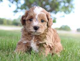 Meet Cokey Cavapoos For Sale In Shipshewana Indiana Find Cute Cavapoo Puppies Dogs And Breeders At Vip P Cavapoo Puppies For Sale Puppies Cavapoo Puppies