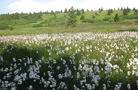Le cdf park du champ du feu est une zone ludique pour débuter en. Communique Champ Du Feu Preservons Ce Joyau Cher Aux Bas Rhinois Alsace Nature