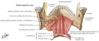 Muscles found on both the cat and human muscle model are in underlined capital letters. The Wonders Of The Tongue Its Muscles With Motor And Sensory Nerve Innervations Andreas Astier