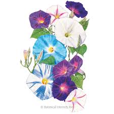 Lsa effects—or, what it's like to trip with. Something Old Something New Morning Glory Seeds Flowers Botanical Interests