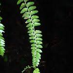 Image result for Asplenium barteri