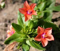 Image result for Anagallis elegantula