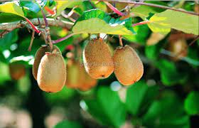 100 Piece Lot Mini Kiwi Fruit Bonsai Plants Delicious Kiwi Small Fruit Trees Seed Garden Bonsai Seed Bead Earring Patterns Seed Vegetablebonsai Mini Aliexpress