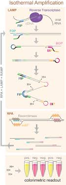 https rnajournal cshlp org content early 2020 05 14 rna 076232 120 full pdf