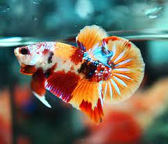 Koi nemo hmpk female $15.00. B361 Koi Nemo Plakat Paar B361