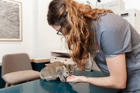After all, humans can eat marshmallows, so can cats safely eat them, too? Can Cats Eat Sweets What You Should Know Bond Vet