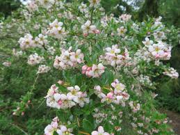 Image result for Escallonia