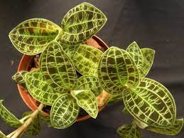 You don't want the soil to retain much water, so don't opt for regular potting soil either. Macodes Petola Care How To Grow A Jewel Orchid Smart Garden Guide
