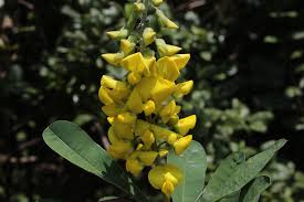 Image result for Crotalaria johnstonii