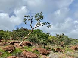 Image result for Albizia tanganyicensis