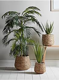 Bring your garden into your home with dobies range of indoor garden and house plants. Indoor Planters Large Decorative Indoor Plant Pots Indoor Flower Pots Uk In 2020 Plant Decor Indoor Indoor Flower Pots Indoor Flowers
