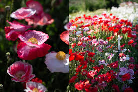 How to grow poppies from seed australia. Poppy Primer Floret Flowers