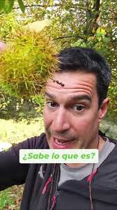 Cual Es La Espina Sagrada En Chile