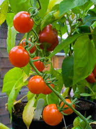 This guide to growing tomatoes will the next question is, which one to grow? Growing Cherry Tomatoes Colorado Cromalinsupport
