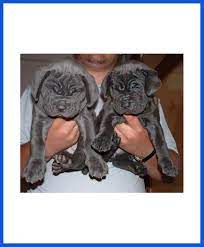 See more ideas about mastiffs, dogs, napoleon mastiff. Neapolitan Mastiff Dog Puppy For Sale Poddarkennel Call 9810871734