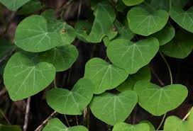 Image result for Cissampelos mucronata