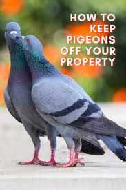 The Bird Control Toolbox Bird Deterrents And Bird Exclusion Devices Cute Pigeon Pigeon Breeds Pigeon