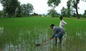 Rice Is A Water Intensive Crop According To Supporters Rice Grown Using Sri Uses Far Less Water While Produc Climate Adaptation Agricultural Revolution Water