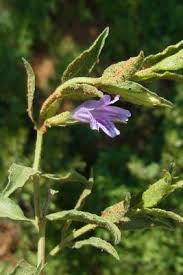 Image result for Dyschoriste thunbergiiflora