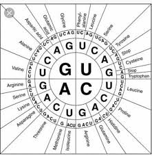Codon Chart Amino Acids Protein Synthesis Genetics