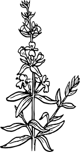 Maybe you would like to learn more about one of these? And White Flowers Clip Art Png Transparent Background Free Download 41818 Freeiconspng