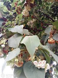 Image result for Dombeya torrida