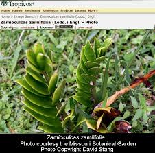 Image result for Zamiokulkas Zamioculcas