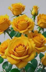 NICE ROSES and Flower added a new photo to the album: NICE YELLOW ROSES.