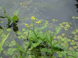 Image result for Rorippa