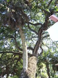 Some scholars have seen the pear theft story as simply an extended metaphor for the sin of promiscuity, the theme begun in the first part of book 2. St Augustine Love Tree On Cordova Street A Palm Tree That Actually Grew From The Loving Embrace Of A Live Oak Rumo Wonders Of The World St Augustine Tree