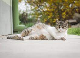 We did not find results for: Cat Pregnancy How To Tell If Your Cat Is Pregnant More Petmd