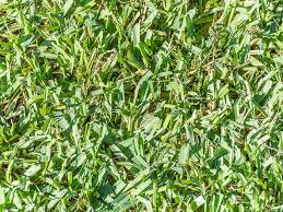 Only use what's recommended for new lawns. Centipede Carolina Turf