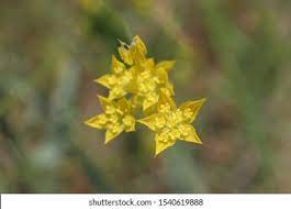 Bupleurum Flower Jewellery Best Flower Wallpaper