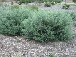 Image result for Wahlenbergia persimilis