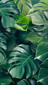 Art, background, beautiful, beauty, blue, color, colorful, design, glitter, light, lights, mint, pastel, pattern, pink, purple. Download Premium Illustration Of Green Monstera Leaves Background Design Green Aesthetic Green Leaf Background Nature Aesthetic