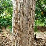 Image result for Holarrhena floribunda