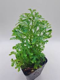 Image result for Selaginella kalbreyeri