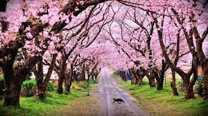 Check spelling or type a new query. Taman Sakura Cibodas Yuk Ke Taman Cantik Ini Sentul City