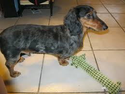 Our Long Haired Dappled Dachshund After His Summer Shave Cute Animals Dachshund Image
