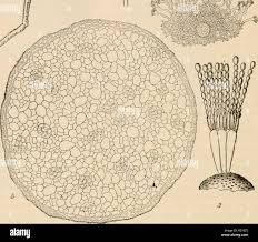 Image result for Rhabdophyllum welwitschii