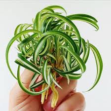 Image result for Chlorophytum stolzii