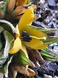 Image result for Hypoxidaceae