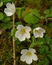 Image result for Oxalis oligotricha