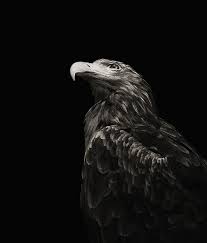 Black And White Eagle Tumblr Photography Black White Black White Animal Animals Black And White Black And White Drawing Black Photography